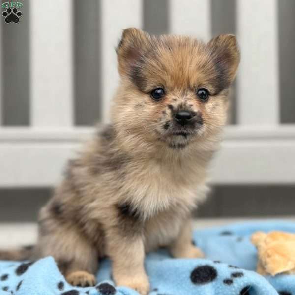 Fudge, Mini Elkhound Puppy