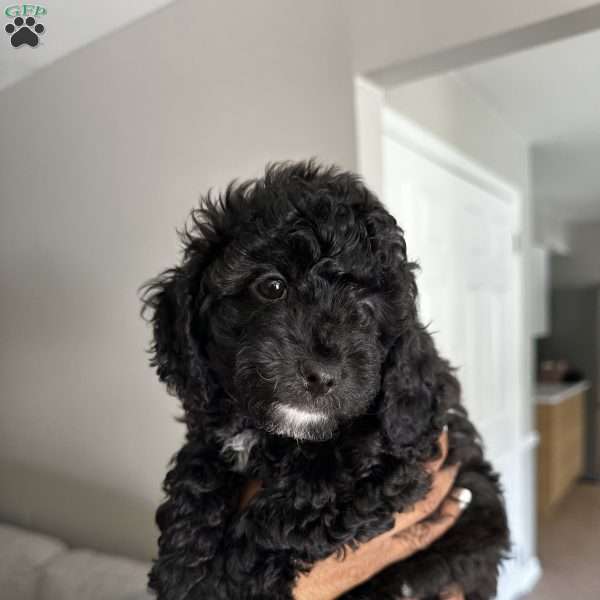 Delilah, Cavapoo Puppy