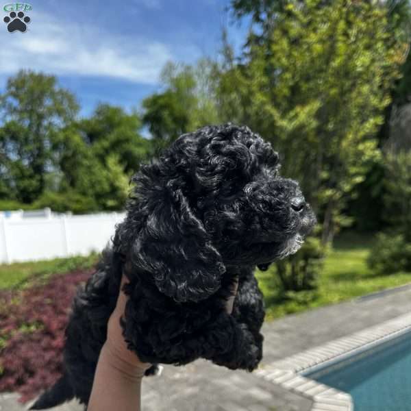 Oreo, Cavapoo Puppy