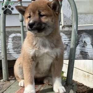 Harper, Shiba Inu Puppy
