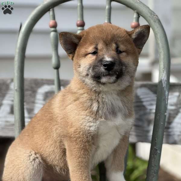 Harper, Shiba Inu Puppy