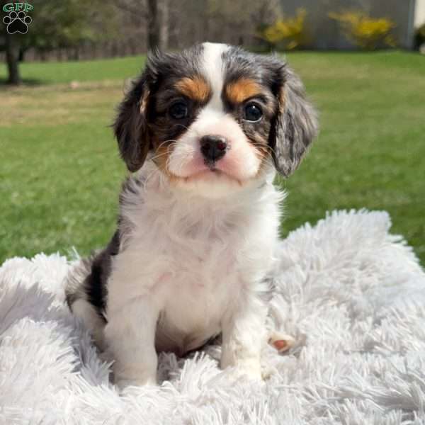 Sawyer, Cavalier King Charles Spaniel Puppy