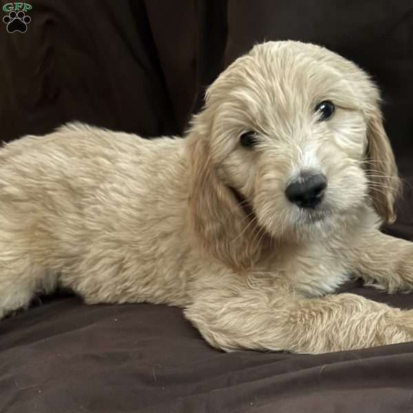Orange, Goldendoodle Puppy