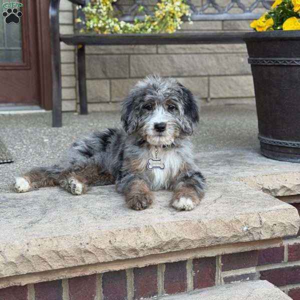 Cornelia, Bernedoodle Puppy