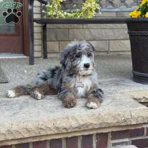 Cornelia, Bernedoodle Puppy
