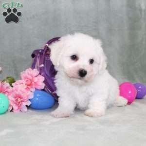 Poppy, Bichon Frise Puppy