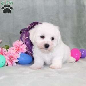 Poppy, Bichon Frise Puppy