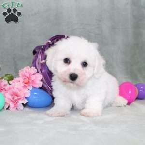 Poppy, Bichon Frise Puppy