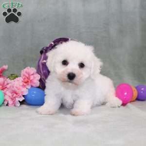 Poppy, Bichon Frise Puppy