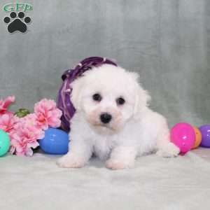Poppy, Bichon Frise Puppy