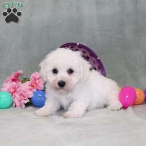 Poppy, Bichon Frise Puppy