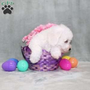 Poppy, Bichon Frise Puppy