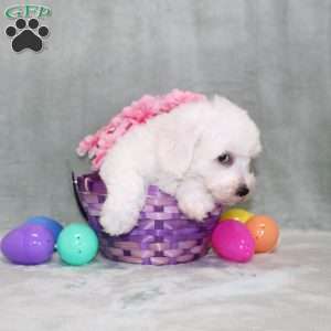 Poppy, Bichon Frise Puppy