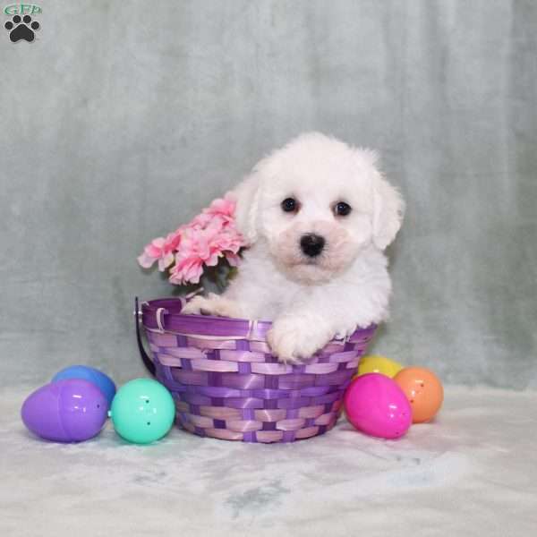 Poppy, Bichon Frise Puppy
