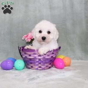 Poppy, Bichon Frise Puppy