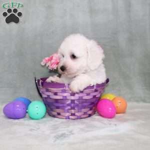 Poppy, Bichon Frise Puppy