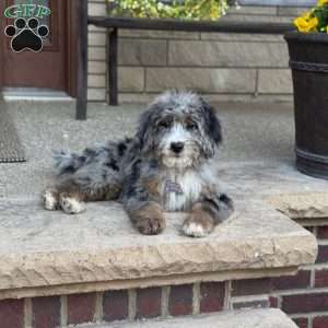 Cornelia, Bernedoodle Puppy