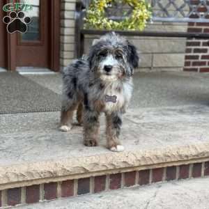 Cornelia, Bernedoodle Puppy