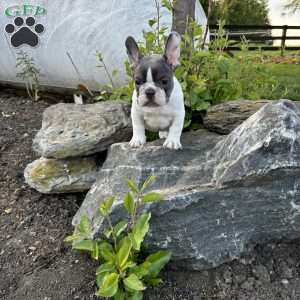 Nash, French Bulldog Puppy