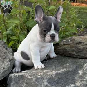 Nash, French Bulldog Puppy