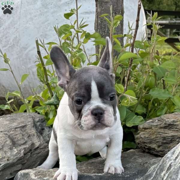 Nash, French Bulldog Puppy
