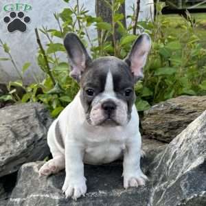 Nash, French Bulldog Puppy