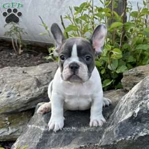 Nash, French Bulldog Puppy