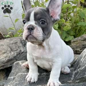 Nash, French Bulldog Puppy