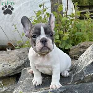 Nash, French Bulldog Puppy