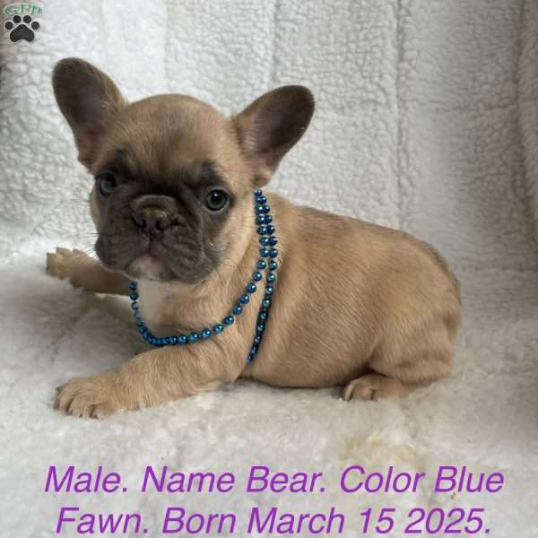 Bear, French Bulldog Puppy