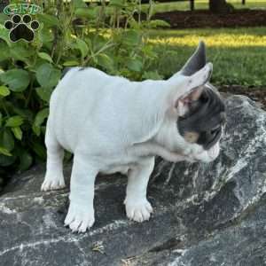 Navi, French Bulldog Puppy