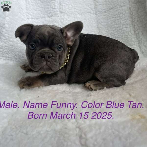 Funny, French Bulldog Puppy