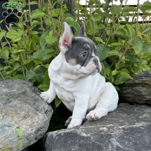 Navi, French Bulldog Puppy