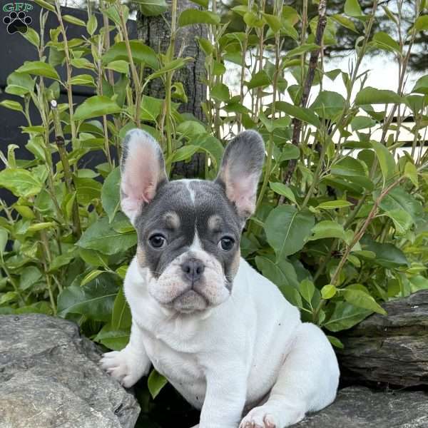 Navi, French Bulldog Puppy