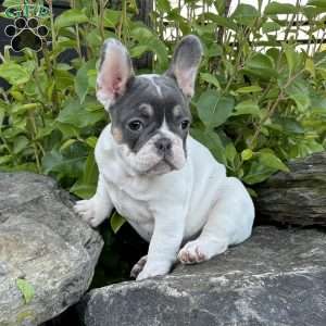 Navi, French Bulldog Puppy
