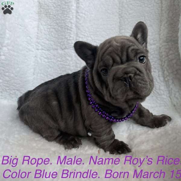 Roy’s Rice, French Bulldog Puppy