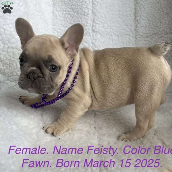 Feisty, French Bulldog Puppy