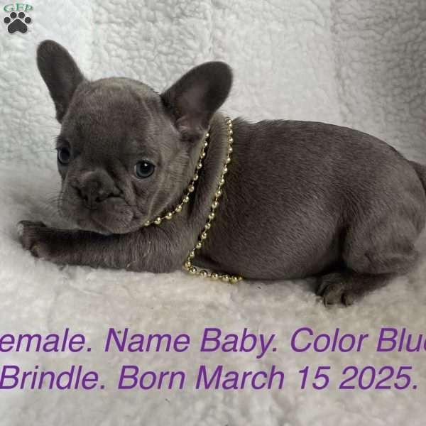 Baby, French Bulldog Puppy