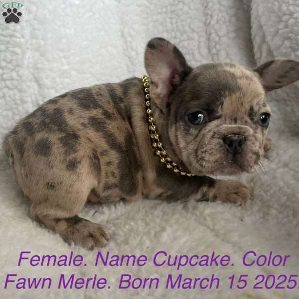 Cupcake, French Bulldog Puppy