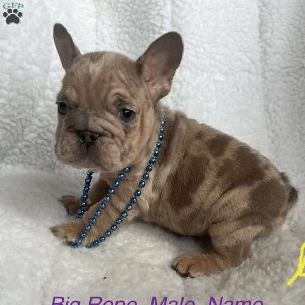 Dameon, French Bulldog Puppy
