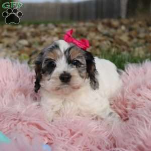 Tessa, Cockapoo Puppy