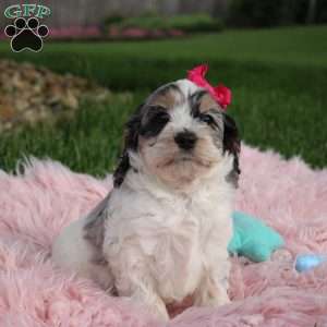 Tessa, Cockapoo Puppy