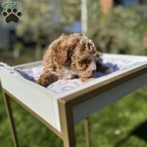 Toby, Toy Poodle Puppy