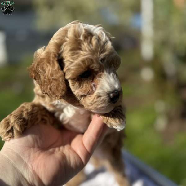 Toby, Toy Poodle Puppy