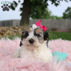 Tessa, Cockapoo Puppy