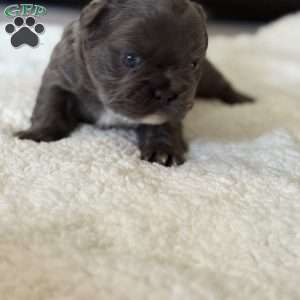 Fiona, French Bulldog Puppy