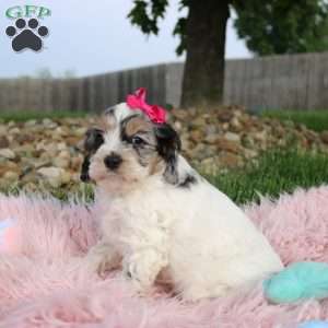 Tessa, Cockapoo Puppy