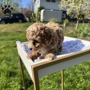 Toby, Toy Poodle Puppy