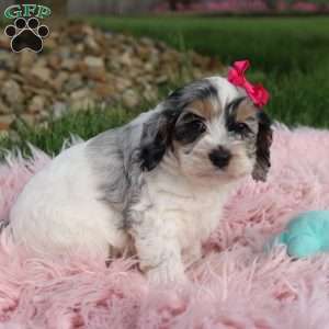 Tessa, Cockapoo Puppy