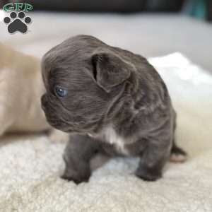 Fiona, French Bulldog Puppy